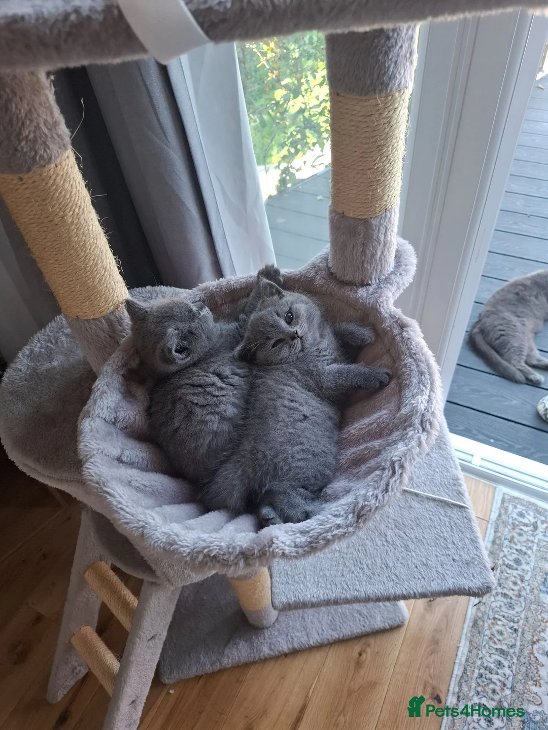 British Shorthair cats for sale: 2british shorthair girls - Advert 2