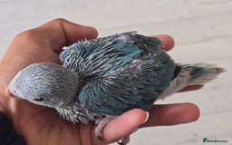 Ringnecks birds for sale: Handrear ringneck. White head,white tail. - Image 2