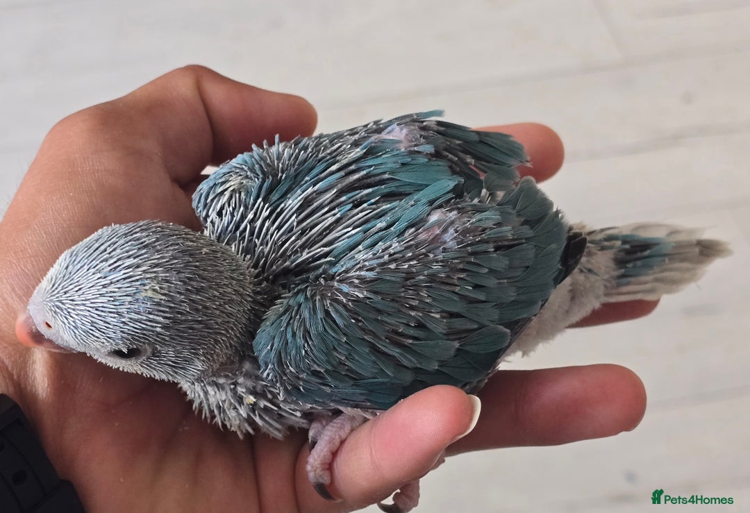 Ringnecks birds for sale: Handrear ringneck. White head,white tail. - Image 2