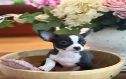 Chihuahua dogs for sale: Our beautiful Chihuahua puppies  - Image 8