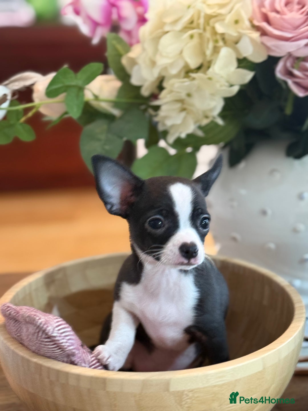 Chihuahua dogs for sale: Our beautiful Chihuahua puppies  - Image 8