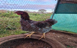 Chickens poultry for sale: 2 x large fowl wyandotte cockerals - Advert 1