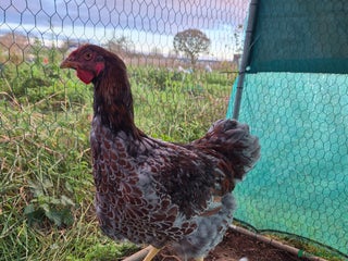 Chickens poultry 2 x large fowl wyandotte cockerals - Advert 1