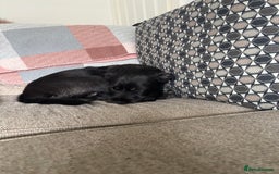 Patterdale Terrier dogs for sale: Patterdale terrier  - Image 3