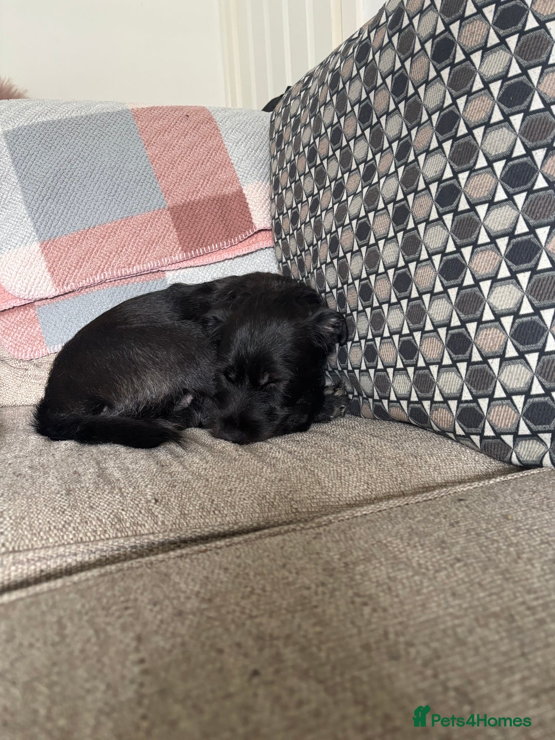 Patterdale Terrier dogs for sale: Patterdale terrier  - Image 3