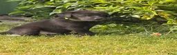Labrador Retriever dogs for sale: Fantastic pedigree, two black boys available! in Alton - Advert 12
