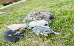 Scottish Fold cats for sale: Adorable Kittens Looking for Their Forever Homes🐾 - Image 26