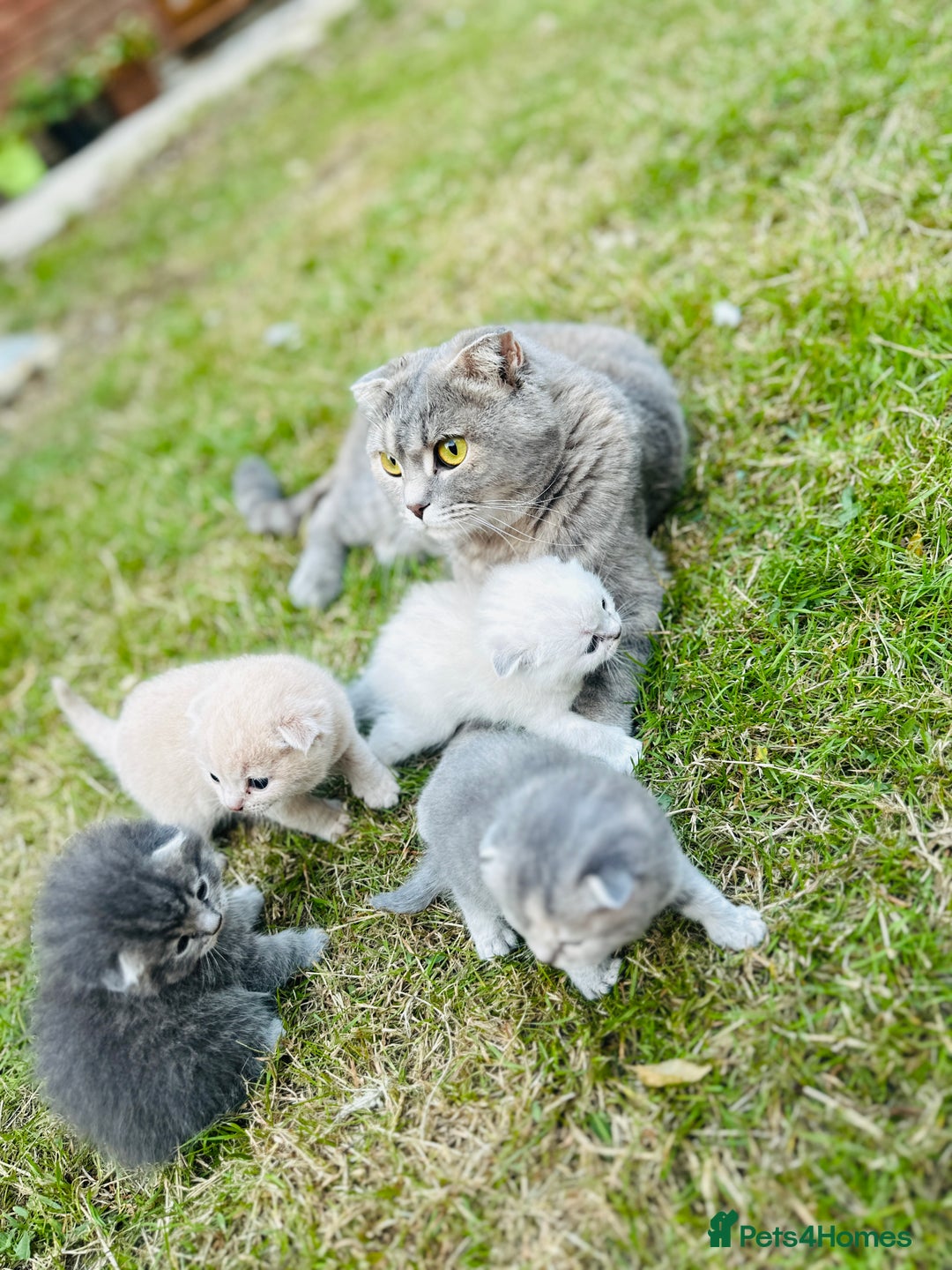 Scottish Fold cats for sale: Adorable Kittens Looking for Their Forever Homes🐾 - Image 26