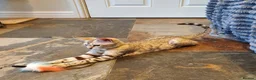 Bengal cats for sale: 🐆💕Very Beautiful Tica Registered Bengal Kittens. - Advert 4