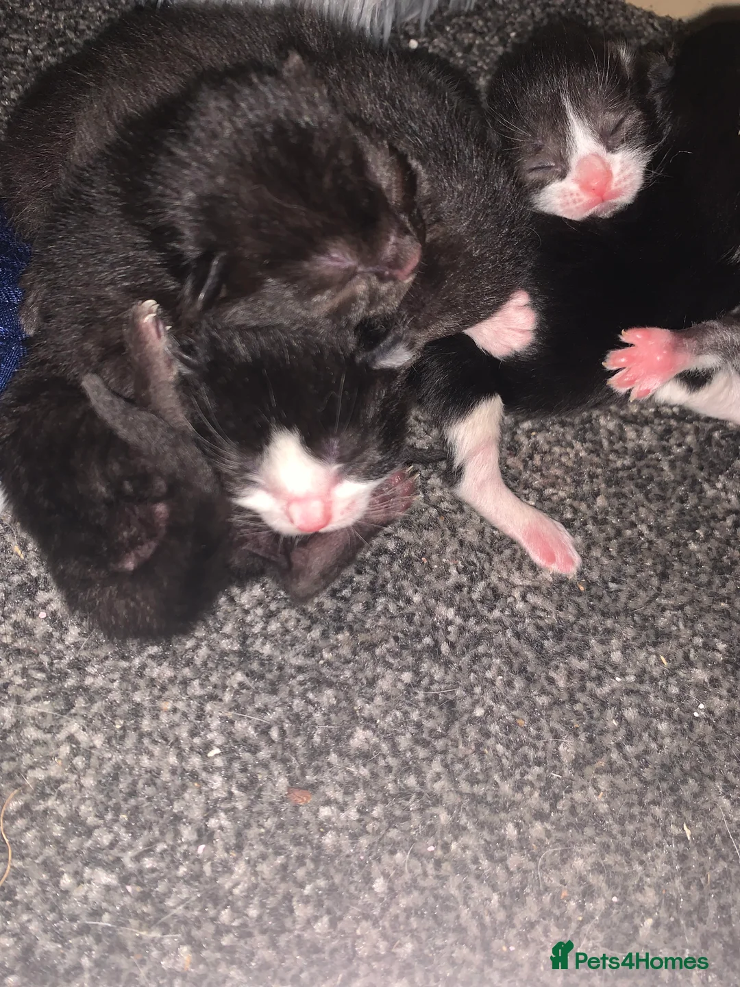 Munchkin cats for sale: Half munchin kittens  in Bolton - Advert 16