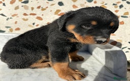 Rottweiler dogs for sale: Stunning chunky Rottweiler puppies - Image 22