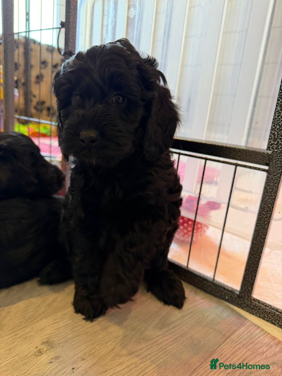 Cockapoo dogs for sale: F1b Cockapoo Puppies (One boy left) - Advert 9