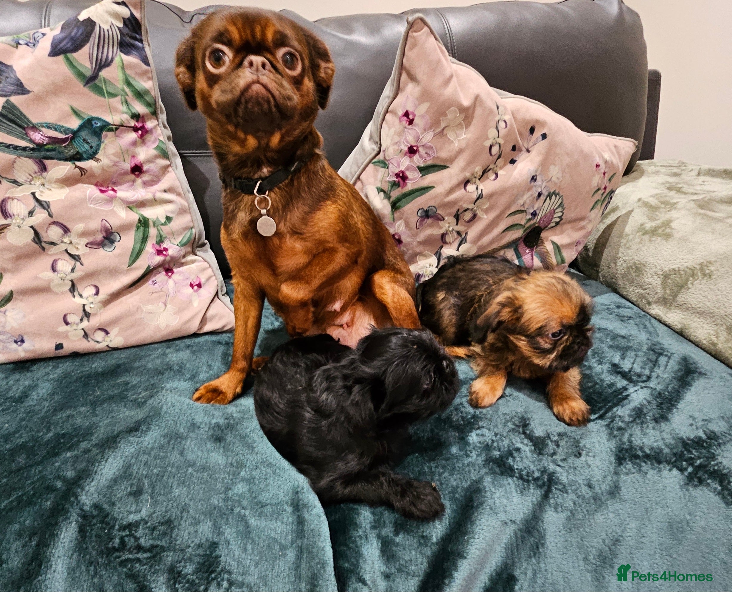 Griffon Bruxellois dogs Brux Beautys - Advert 6