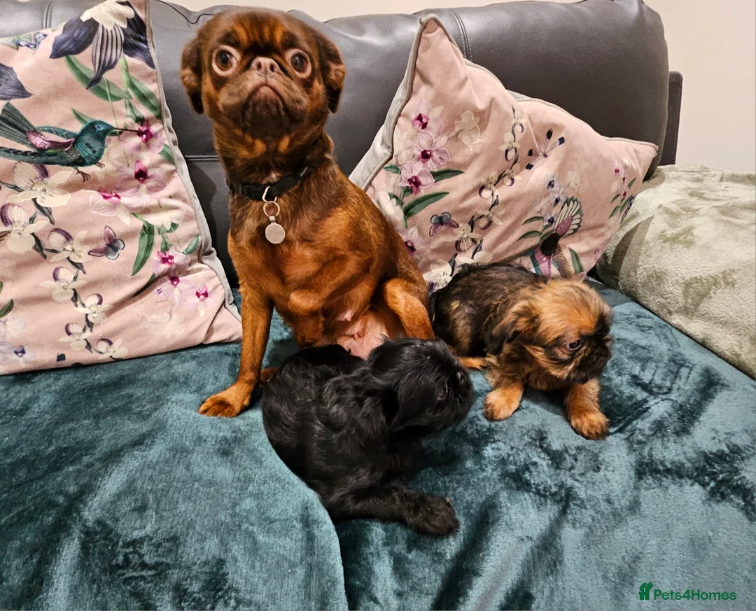 Griffon Bruxellois dogs for sale: Brux Beautys - Advert 1