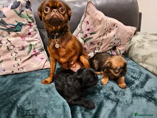 Griffon Bruxellois dogs Brux Beautys - Advert 6