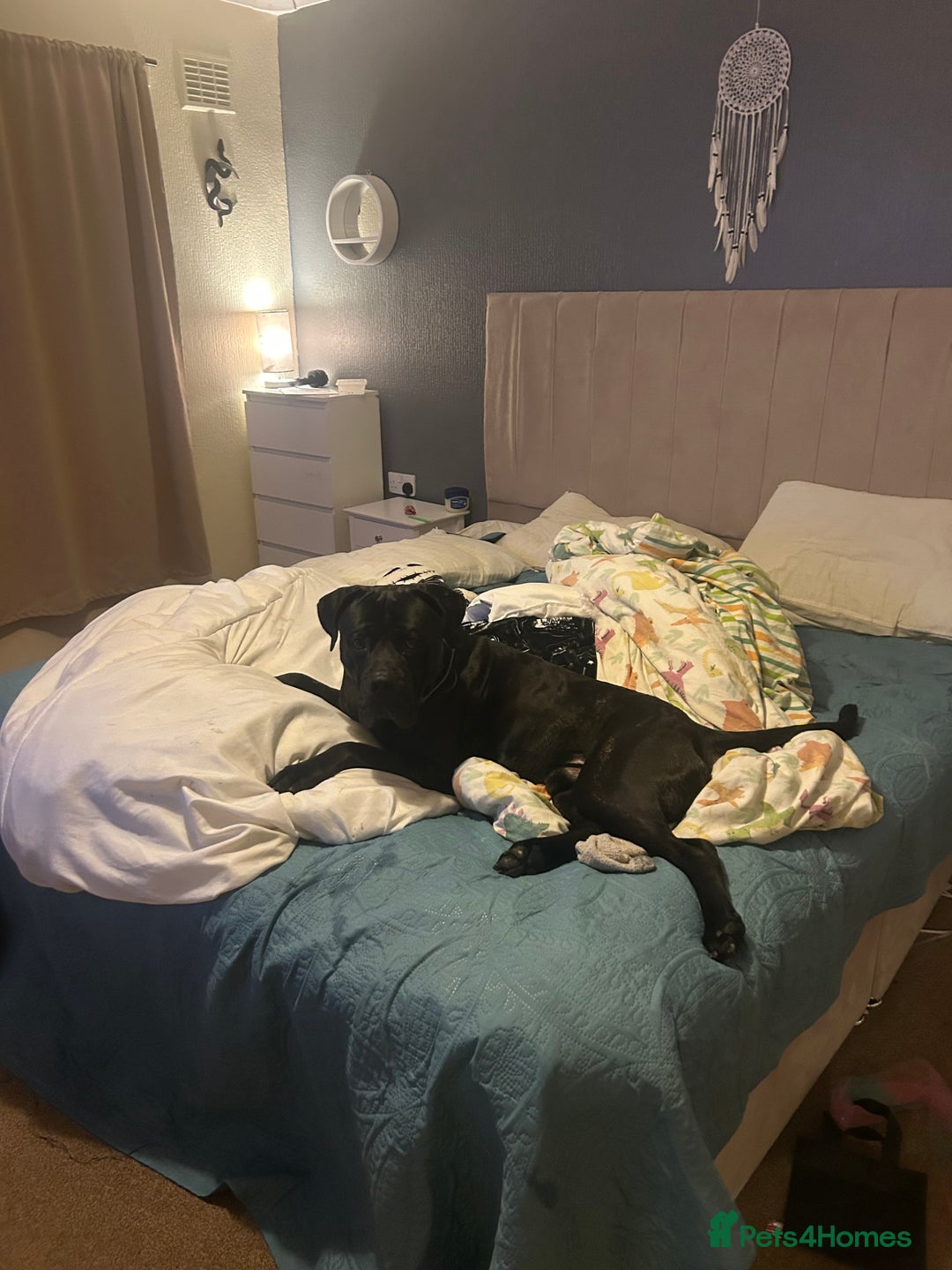 Cane Corso dogs for sale: 3 year old cane corso - Advert 2