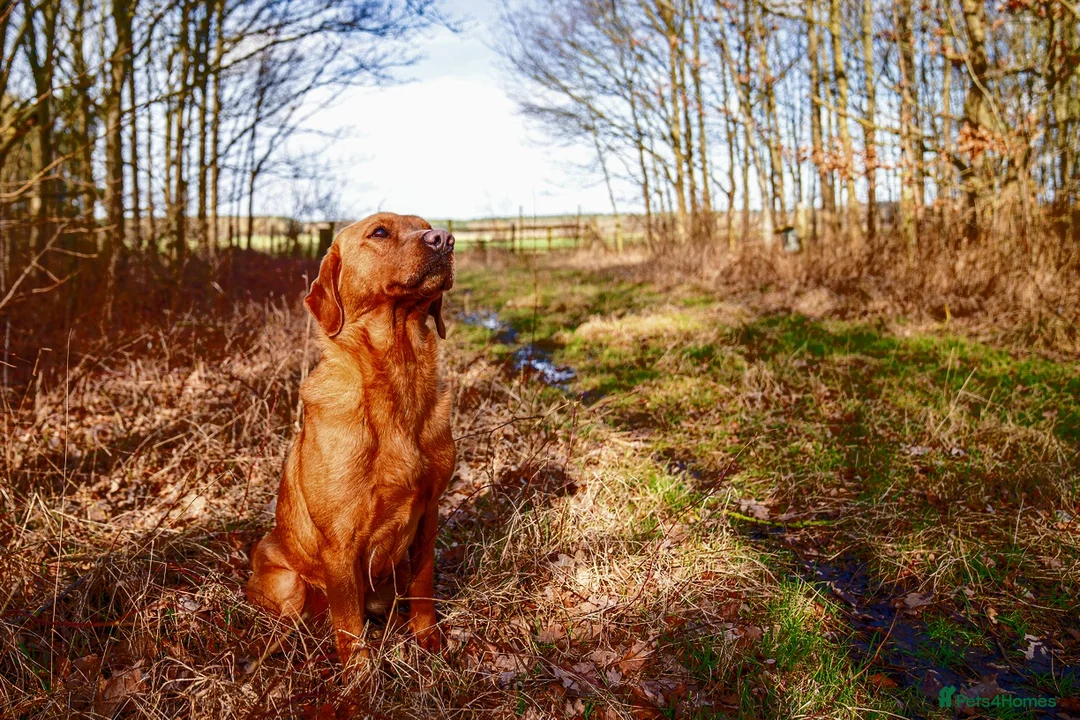 Labrador Retriever dogs for stud: Dark Fox Red KC Reg Fully health tested in Newark - Advert 5