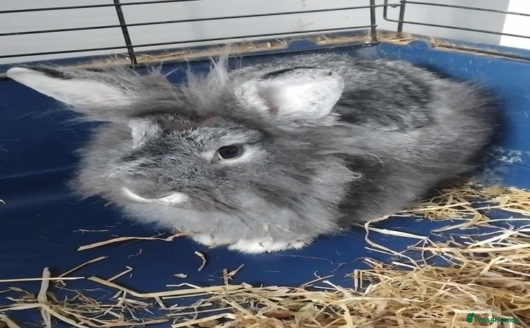 Lionhead rabbits - Advert 1