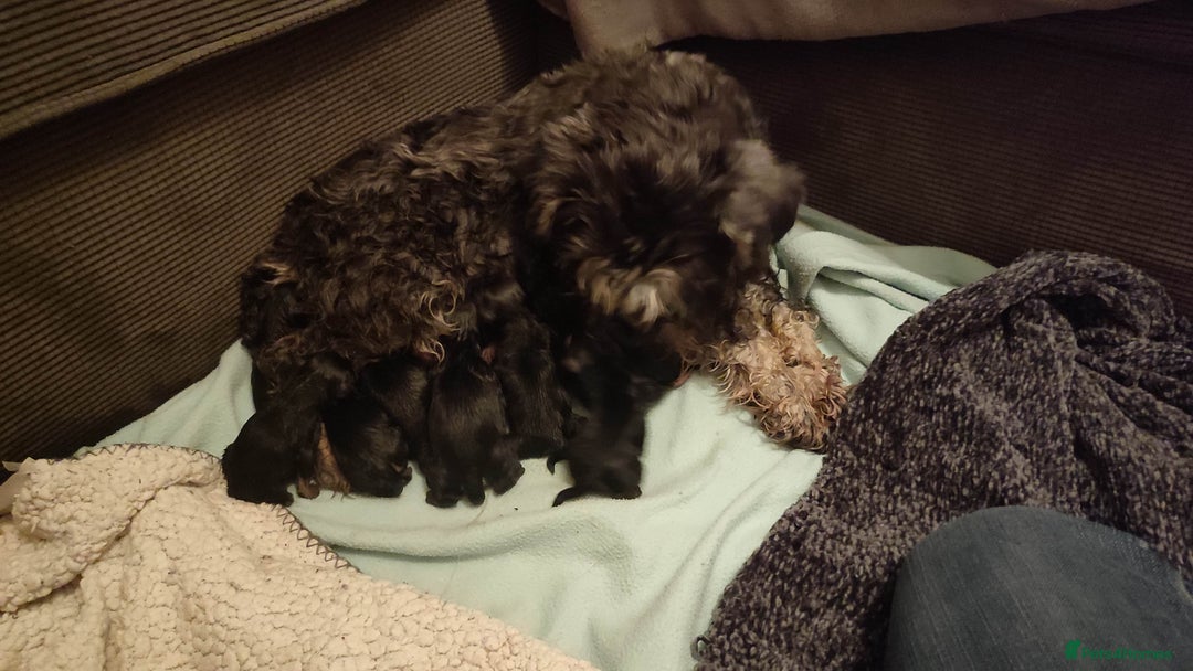 Miniature Schnauzer dogs for sale: Fully health tested and KC registered  - Advert 4