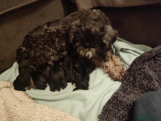 Miniature Schnauzer dogs Fully health tested and KC registered - Advert 4