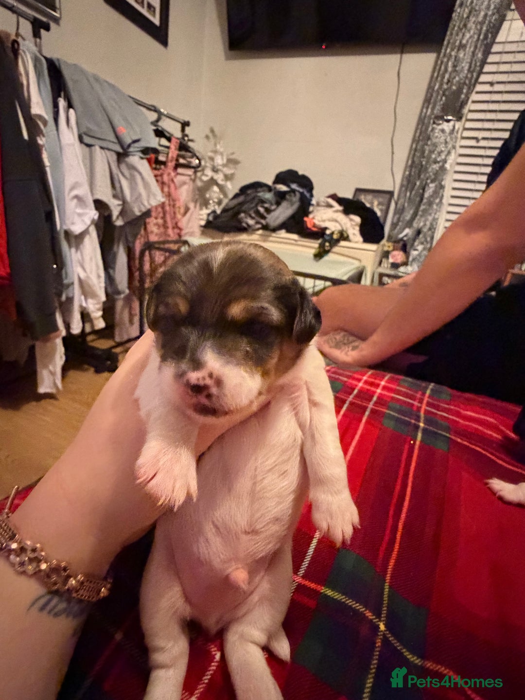 Jack Russell dogs for sale: Jack Russell puppies  - Advert 7
