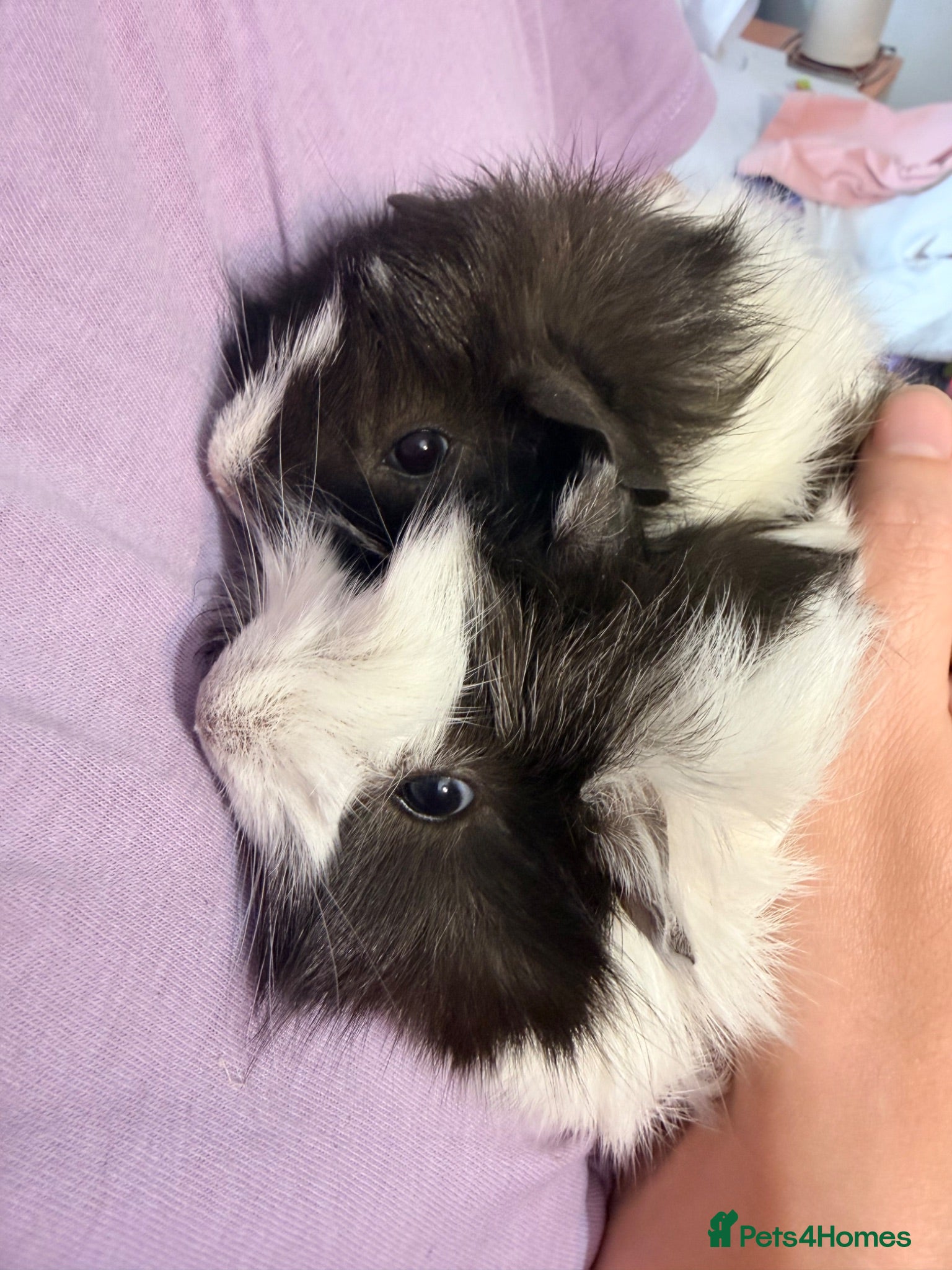 Guinea Pig rodents Two Funky Haired Baby Brothers - Advert 1