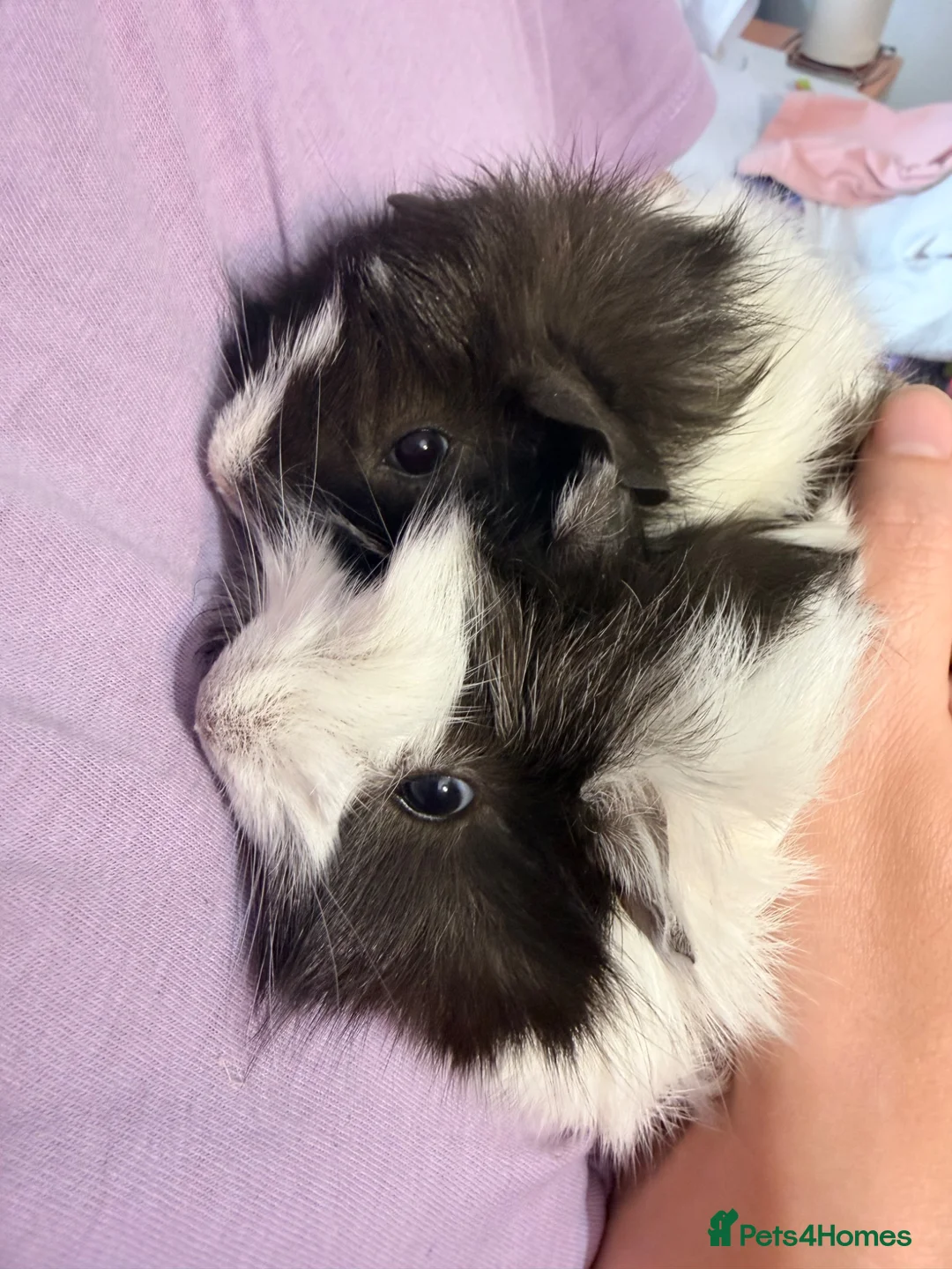 Guinea Pig rodents for sale: Two Funky Haired Baby Brothers in Wymondham - Advert 1
