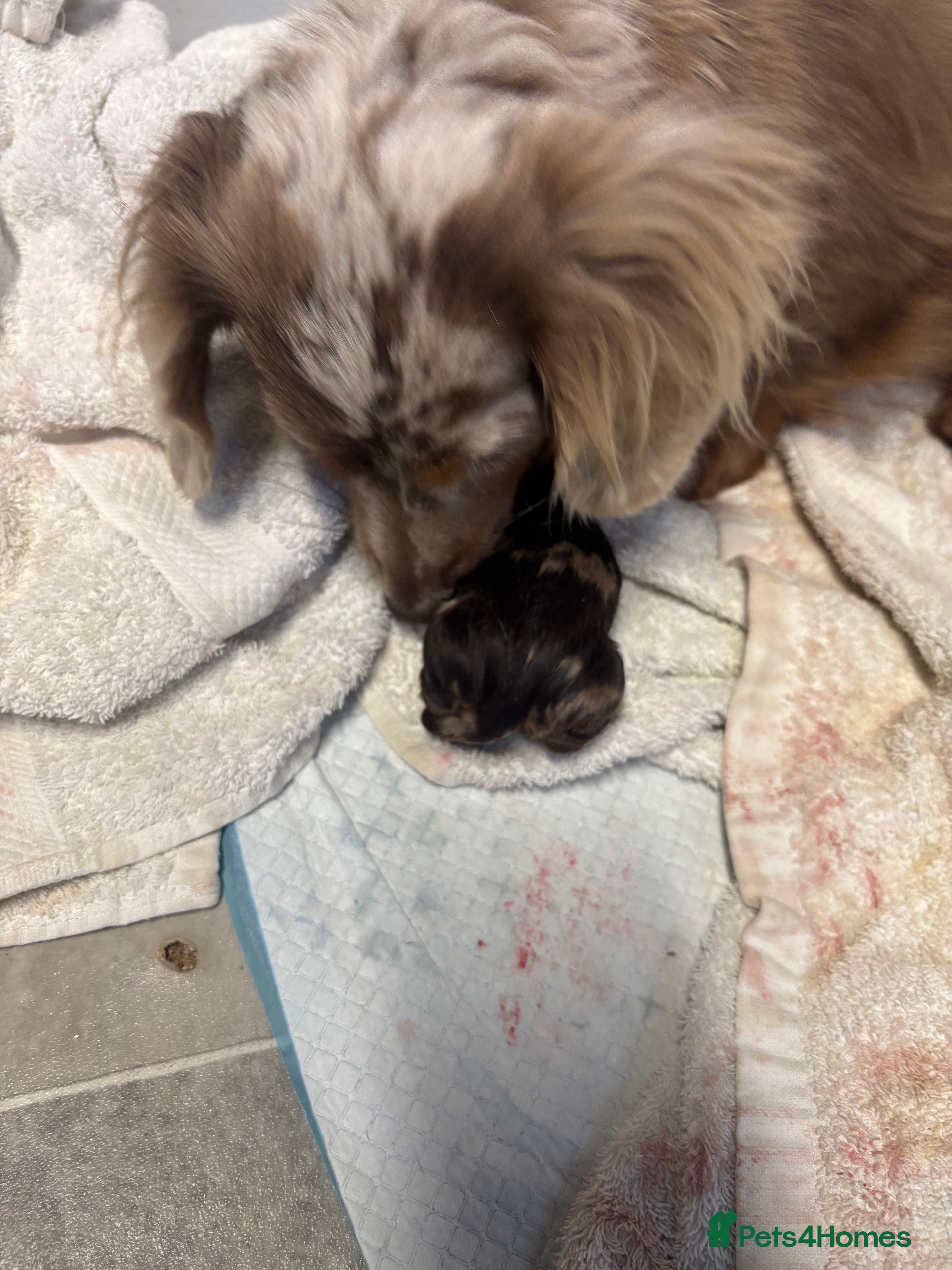 Miniature Dachshund dogs Beautiful long haired miniature dachshunds - Advert 7