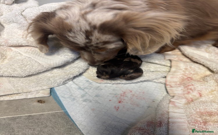 Miniature Dachshund dogs - Advert 3