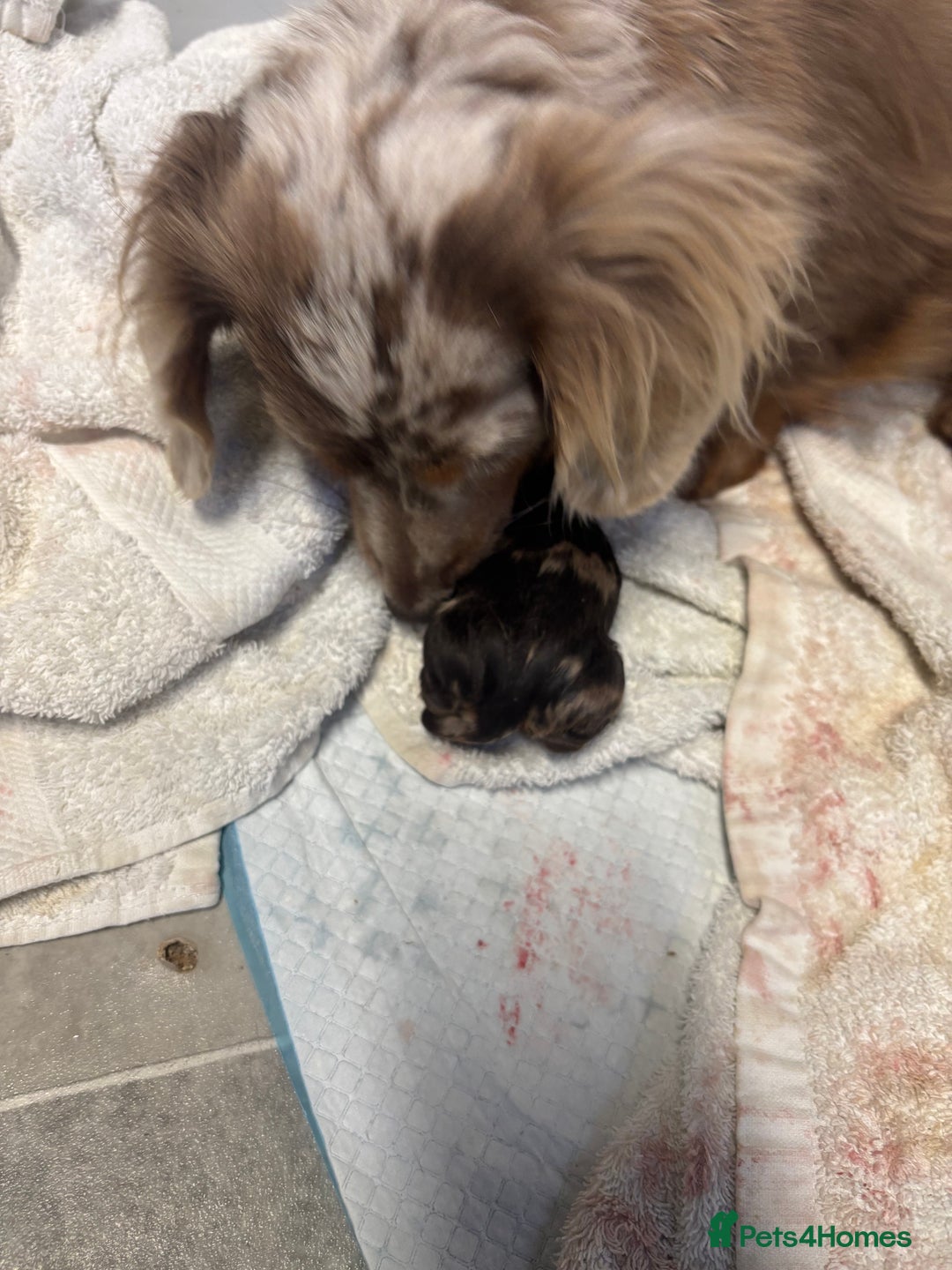 Miniature Dachshund dogs for sale: Beautiful long haired miniature dachshunds - Advert 1