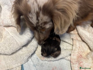 Miniature Dachshund dogs - Advert 27