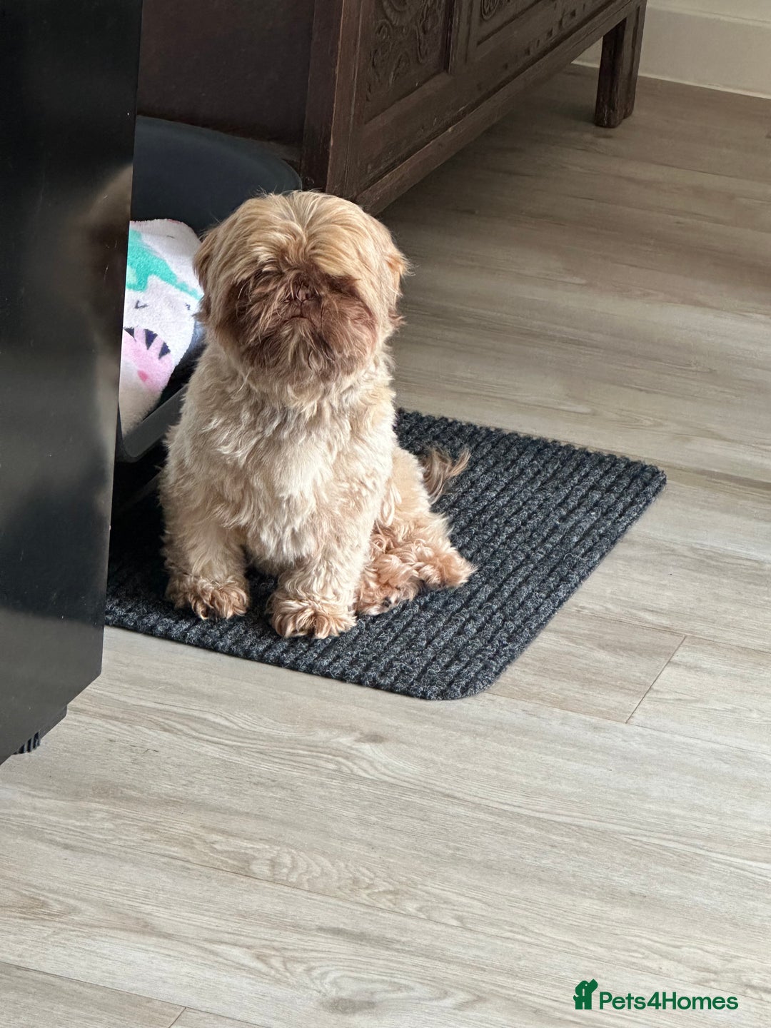 Shih Tzu dogs for sale: Shih Tzu Girl - Advert 2