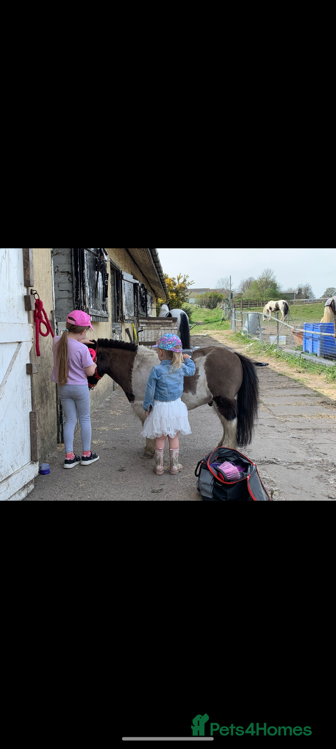 Shetland pony horses for sale: Rocco mini Shetland gelding 8hh - Image 6