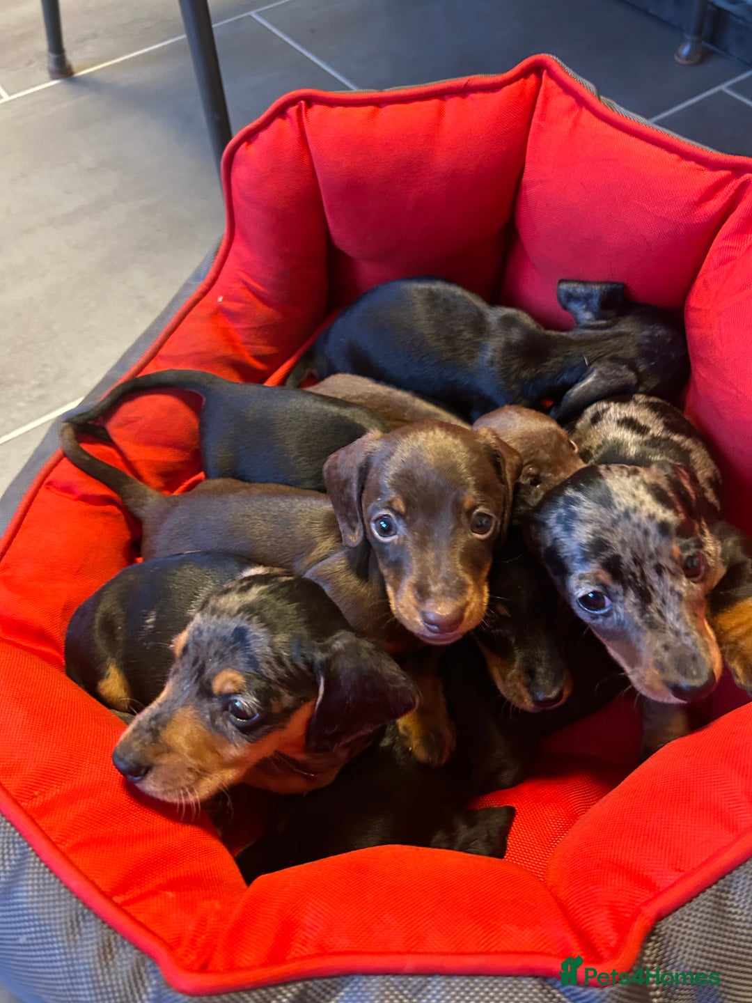Miniature Dachshund dogs for sale: Miniature Dachshund  - Image 3