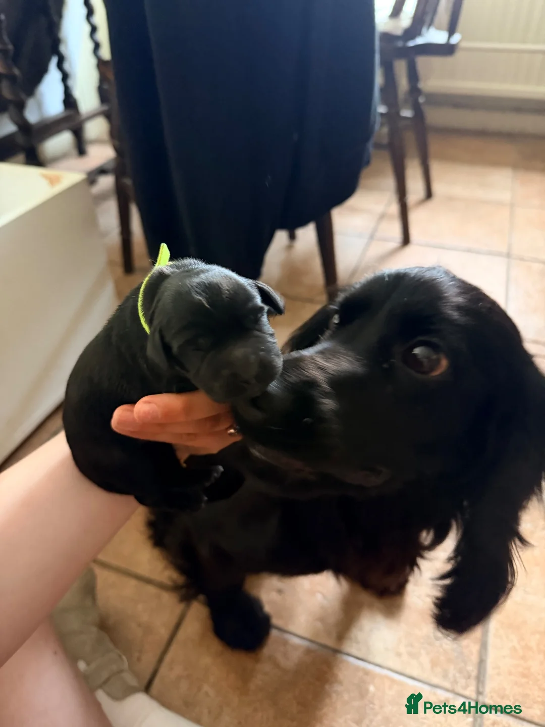 Cocker Spaniel dogs for sale: Last boy looking for his forever home  - Advert 2