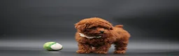Toy Poodle dogs for sale: Adorable Asian toy poodle boy for sale  - Advert 4