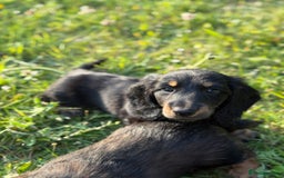 Dachshund dogs for sale: Black and Tan Dog - KC Registered Long-Haired Dachshund Puppies - Image 6