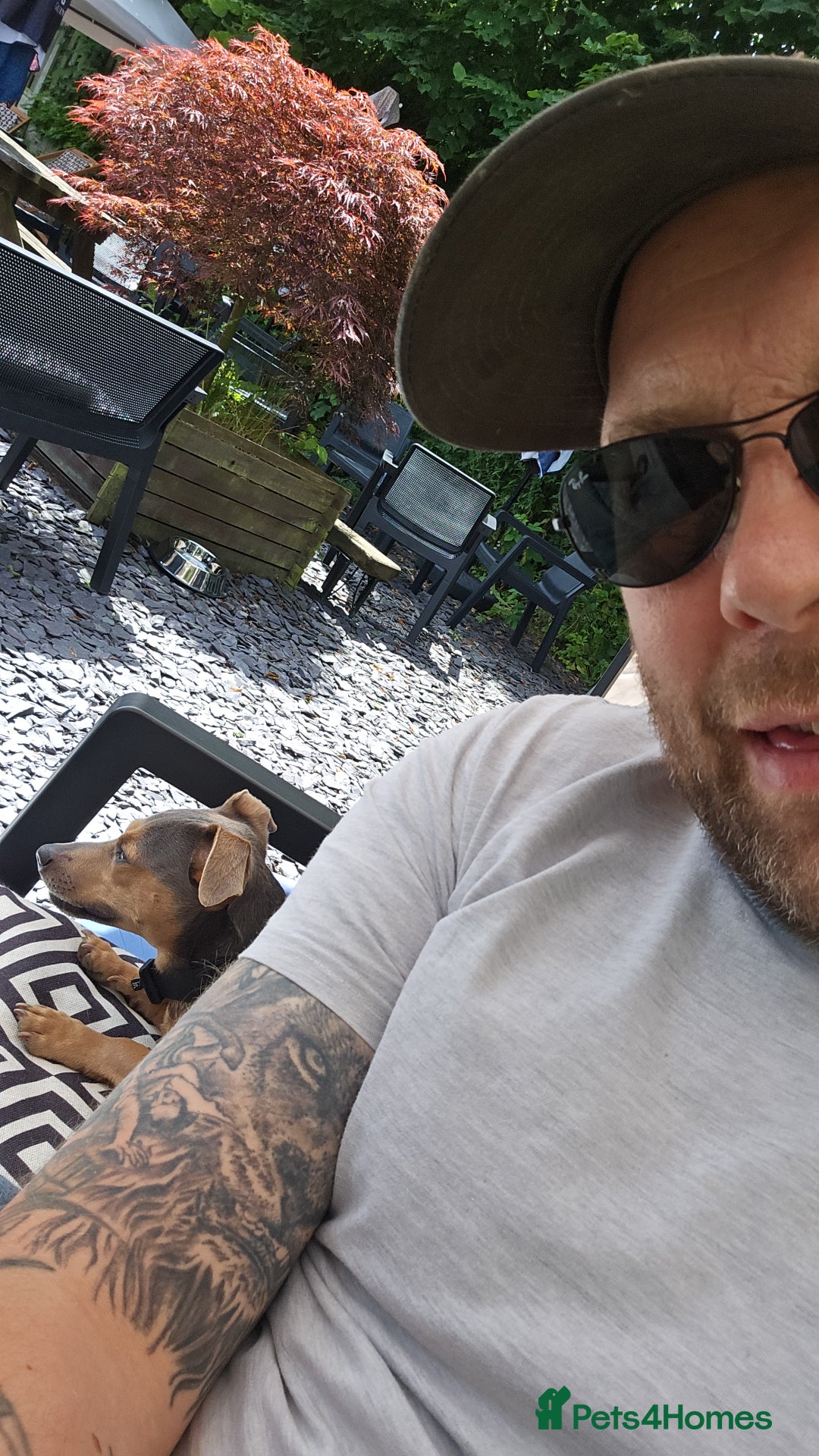 Jack Russell dogs for stud: DENZEL - Image 9