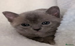 Burmese cats for sale: Exceptional Burmese Kittens  - Image 14