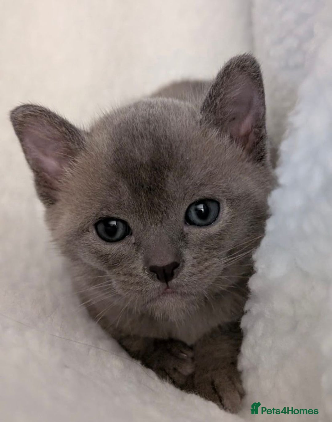 Burmese cats for sale: Exceptional Burmese Kittens  - Image 14