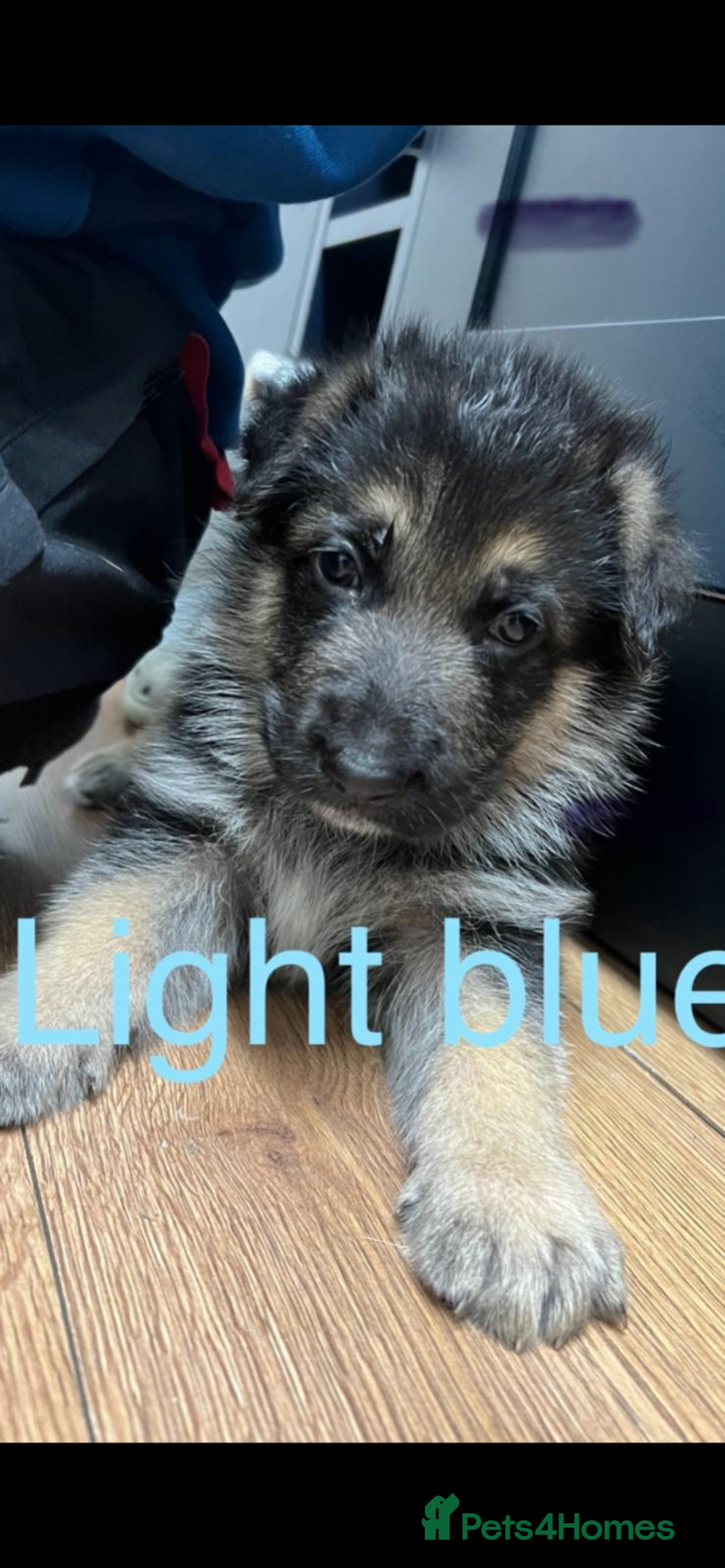 German Shepherd dogs for sale: German shepherd puppies  - Advert 3
