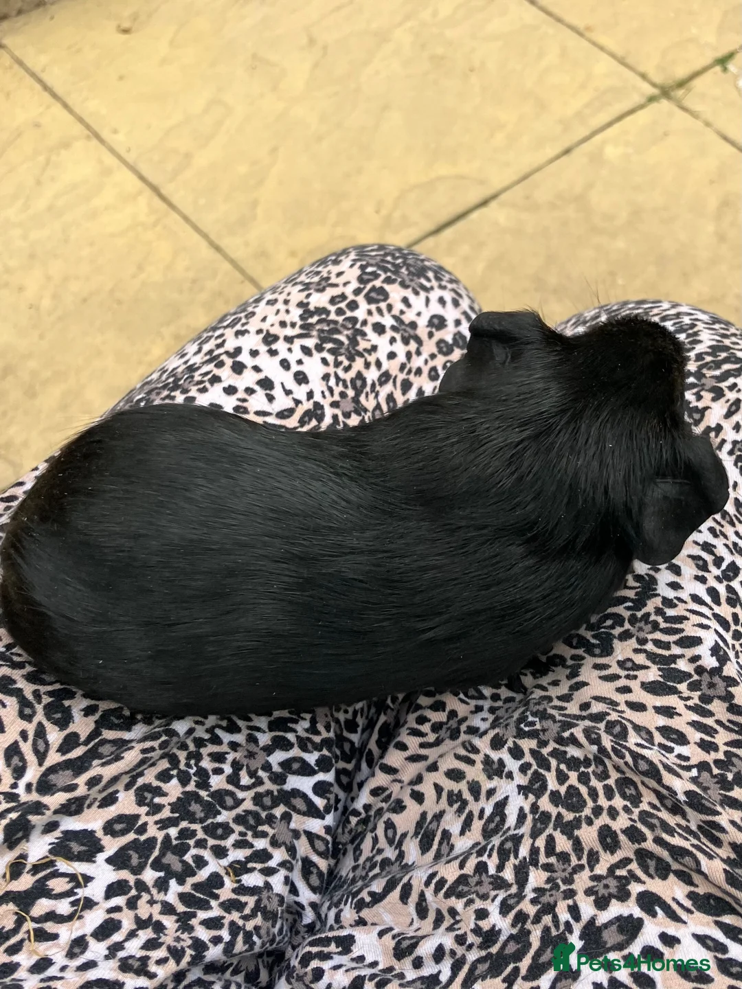 Guinea Pig rodents for sale: Pair baby pet Black Tan guinea pig boars / bonded  - Advert 1