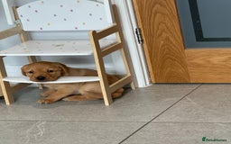 Labrador Retriever dogs for sale: Red fox labradors - Image 1