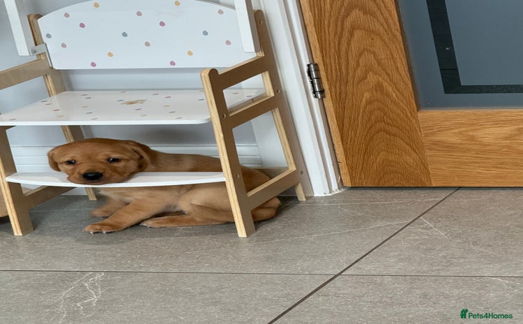 Labrador Retriever dogs - Advert 7