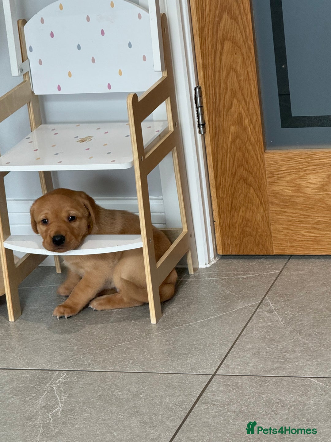 Labrador Retriever dogs for sale: Red fox labradors - Image 1
