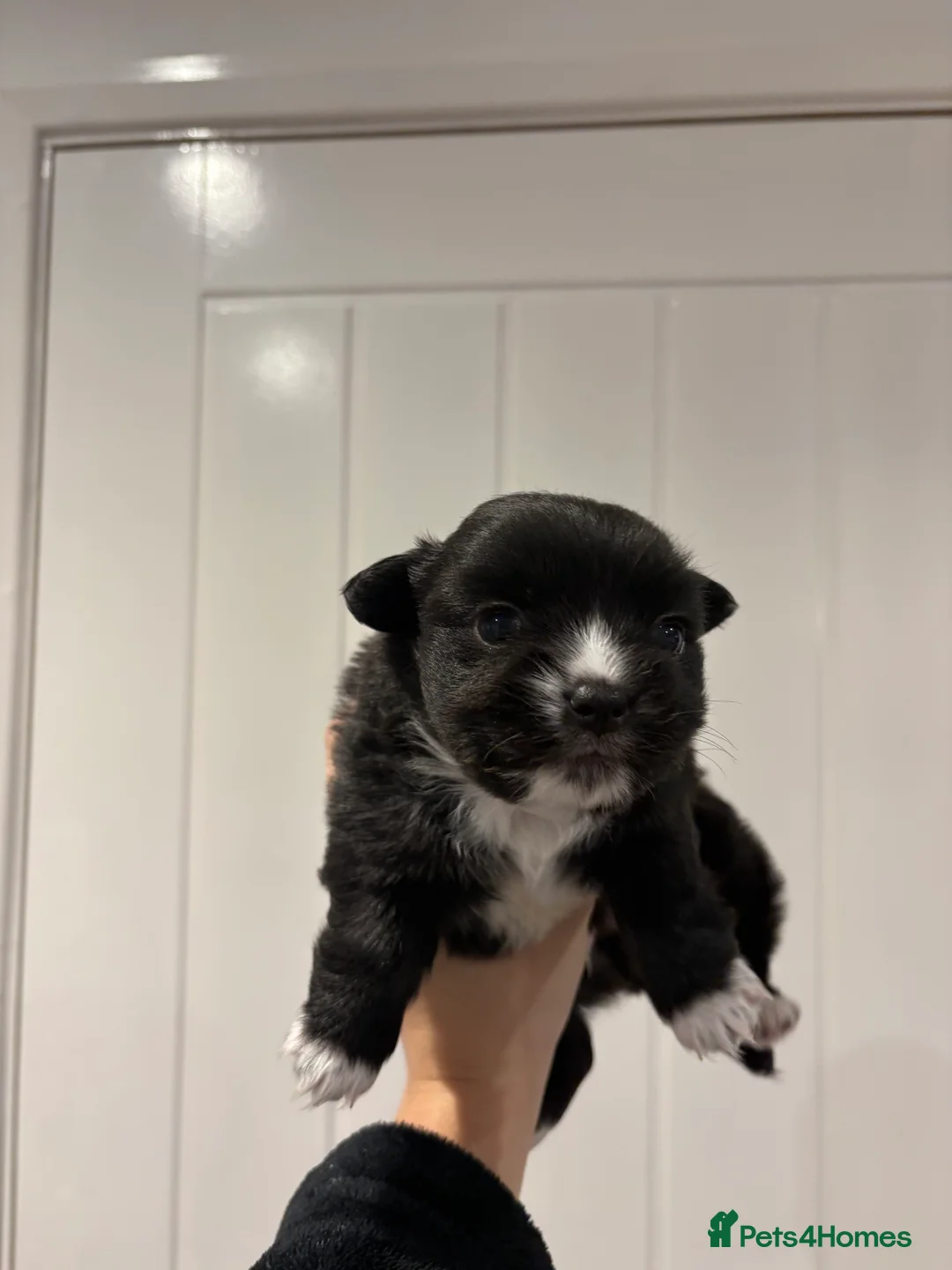 Chihuahua dogs for sale: Black and White Chihuahua  - Advert 14
