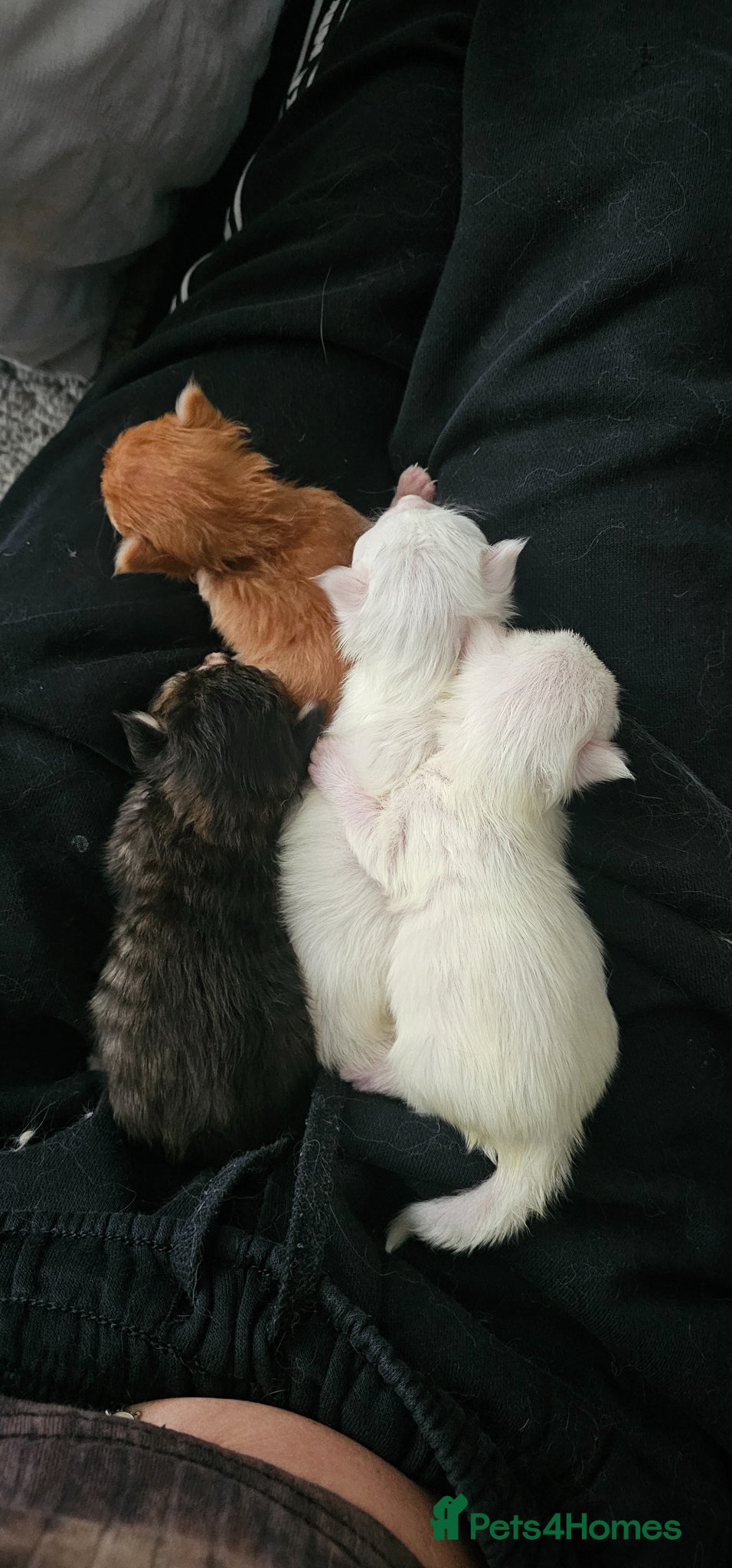 Mixed Breed cats Maine coon x kittens - Advert 1