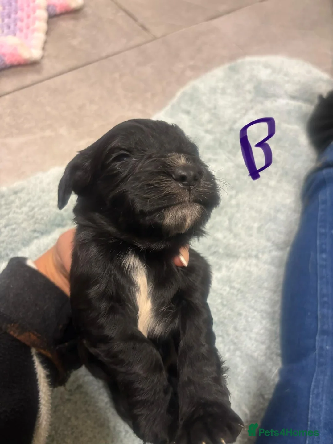 Cocker Spaniel dogs for sale: COCKER SPANIEL PUPS READYp - Advert 3