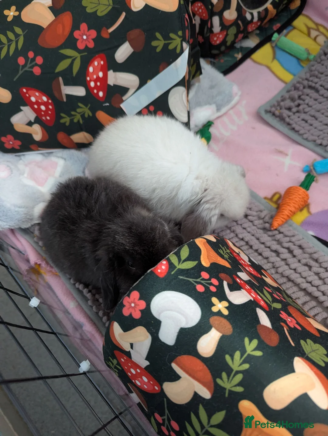 Mini Lop rabbits for sale: Needed to be rehome for their safety ash and cosmo - Advert 1