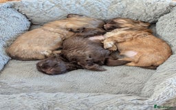 Shih Tzu dogs for sale: Imperial Shitzus - Image 1
